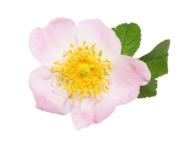 Çiçek yabani gül izole beyaz arka plan