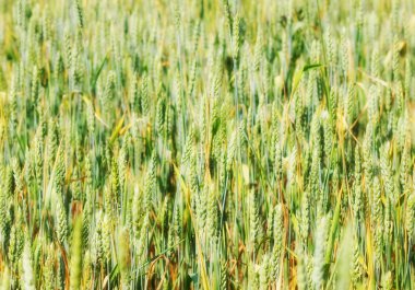 Yeşil buğday alanında, arka plan