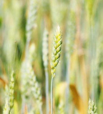 Yeşil buğday alanında, arka plan