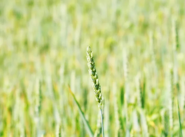 Grano verde in campo, sfondo — Foto Stock