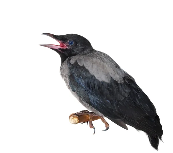 Corvo com capuz jovem no ramo (Corvus cornix) isolado no fundo branco — Fotografia de Stock