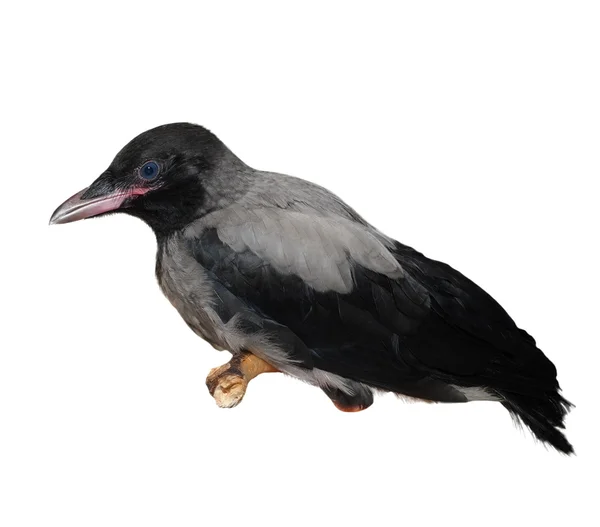 Jonge bonte kraai (Corvus cornicx) geïsoleerd op witte achtergrond — Stockfoto