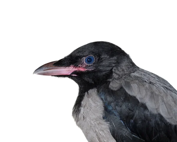 Giovane corvo incappucciato (Corvus cornix) isolato su sfondo bianco — Foto Stock