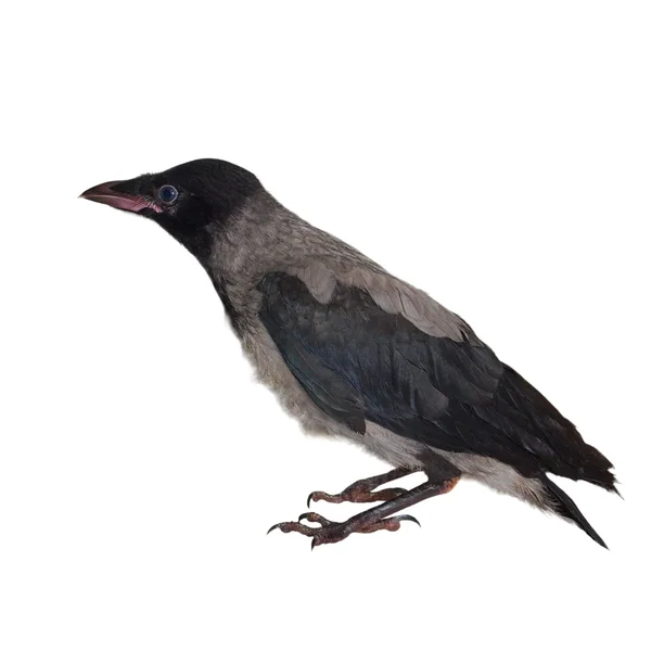 Cuervo encapuchado en rama (Corvus cornix) aislado en blanco — Foto de Stock