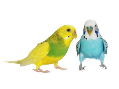 Beyaz, (melopsittacus undulatus) izole muhabbet kuşu muhabbet kuşu