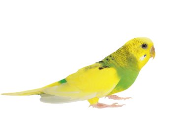 izole beyaz, muhabbet kuşu, (melopsittacus undulatus budgerigar)
