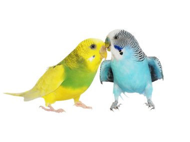 Beyaz, (melopsittacus undulatus) izole muhabbet kuşu muhabbet kuşu