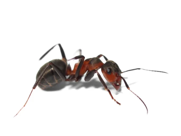 白で隔離される ant — ストック写真