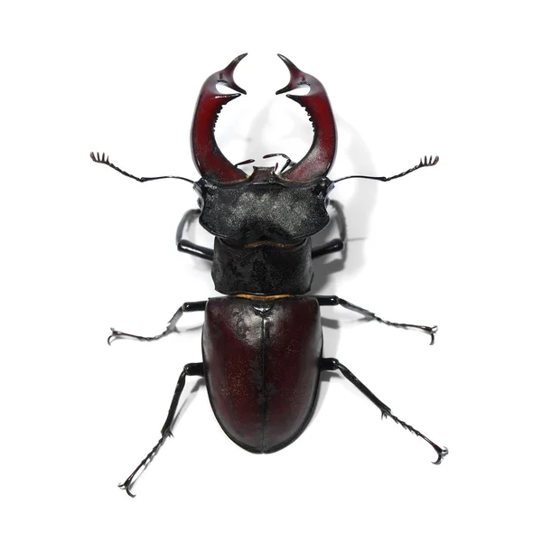 Escarabajo macho aislado sobre fondo blanco —  Fotos de Stock