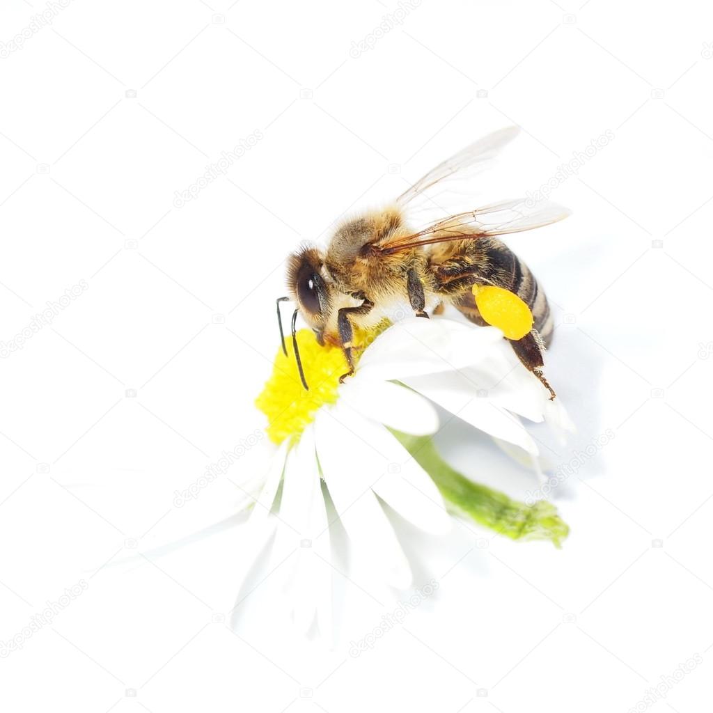 macro bee with pollen on flower daisies isolated on white