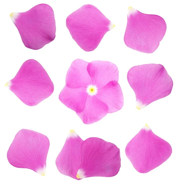 Colección pétalos de color rosa impatiens flor aislada sobre fondo blanco, con camino de recorte — Foto de Stock