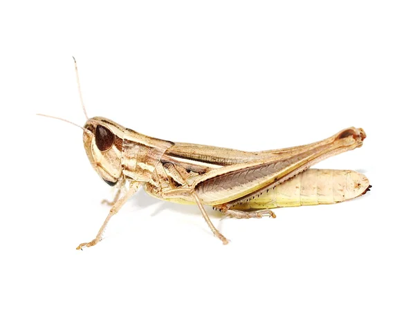 Brown grasshopper isolated on white background — Stock Photo, Image