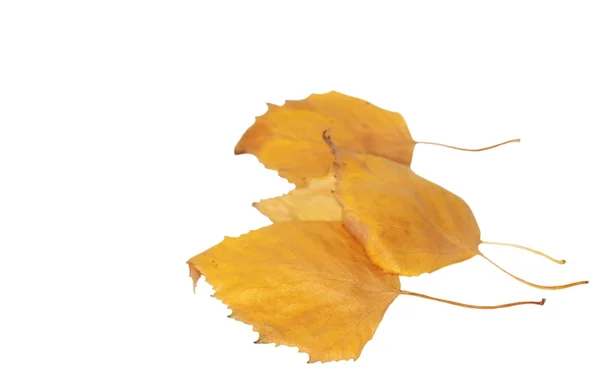 Outono seco amarelo vidoeiro folhas isolado fundo branco — Fotografia de Stock