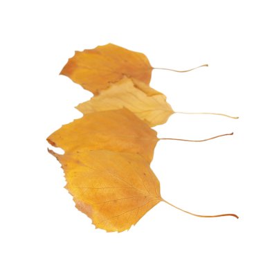 izole beyaz arka plan kuru sonbahar Sarı huş ağacı yaprakları