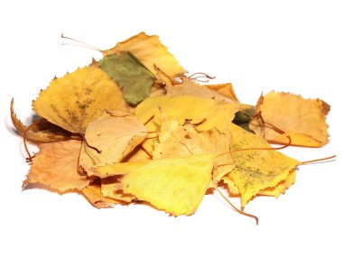 izole beyaz arka plan kuru sonbahar Sarı huş ağacı yaprakları