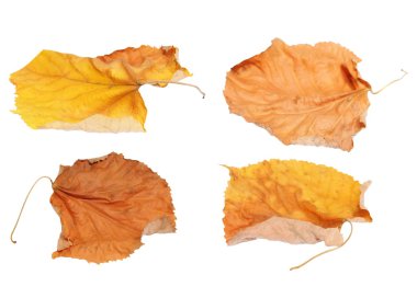 izole beyaz arka plan sarı ıhlamur yaprakları kuru sonbahar uçan ayarla