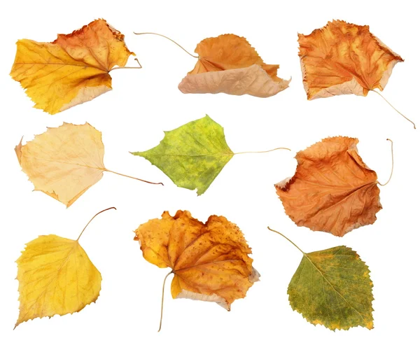 Set dry autumn yellow leaves isolated white background, with clipping path, (high resolution) — Stock Photo, Image