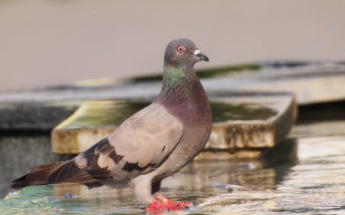 Güvercin içme suyu