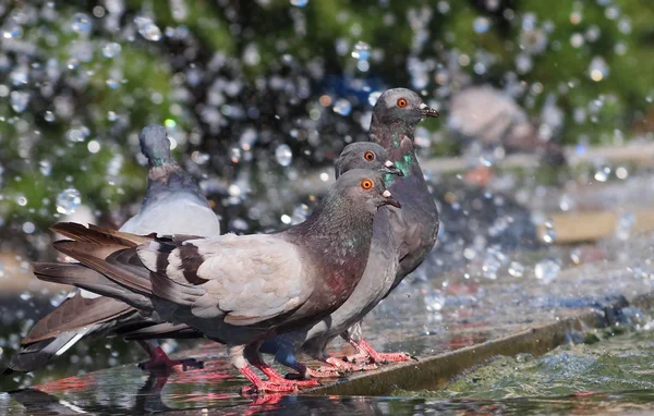 Pigeon drinking water on fountain — Stock Photo, Image