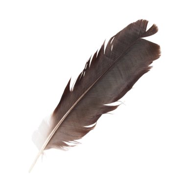 Beyaz arka plan üzerinde izole tüy kukuletalı karga