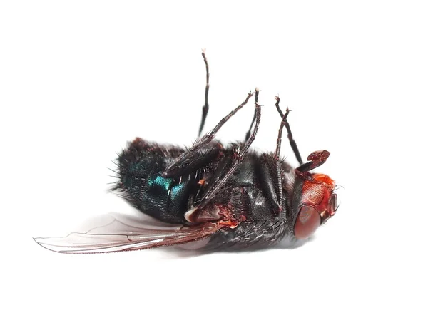 แมลงวันตายถูกแยกจากพื้นหลังสีขาว — ภาพถ่ายสต็อก