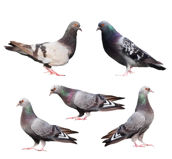 Set pigeons isolated on white background — Stock Photo, Image