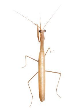 Avrupa mantis, dua eden peygamber devesi, beyaz arka plan üzerinde alt türü - Mantis bileğinde macedonica izole mantis bileğinde