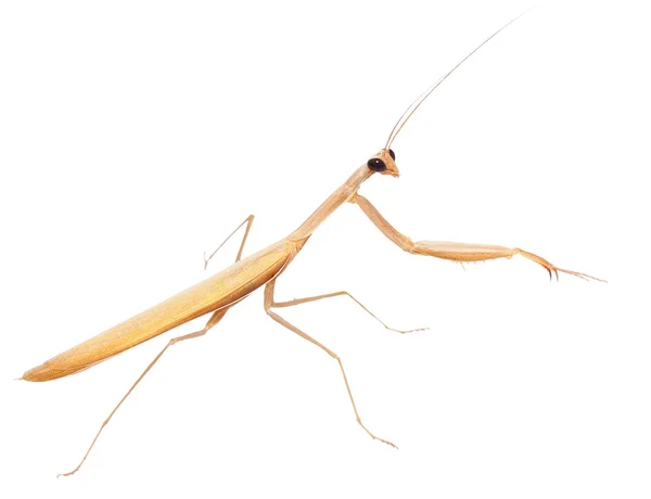 Європейська mantis, молиться mantis, mantis religiosa ізольовані на білому тлі, підвид - Mantis religiosa macedonica Стокове Зображення