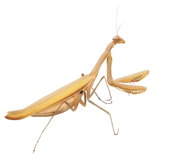 Europäische Gottesanbeterin, Gottesanbeterin, Gottesanbeterin isoliert auf weißem Hintergrund, Unterart - mantis religiosa macedonica — Stockfoto