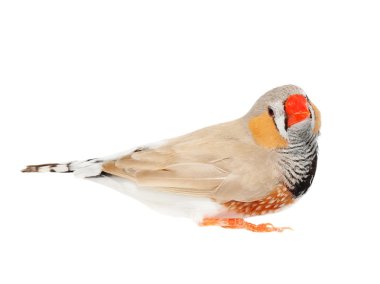Zebra finch, izole kırpma yoluyla, taeniopygia guttata beyaz arka plan üzerinde