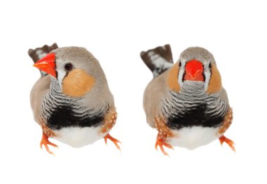 Zebra Finch erkek, izole kırpma yolunu, Taeniopygia guttata beyaz zemin üzerine