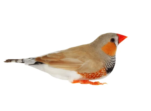 Zebra finch, na białym tle na białym tle ze ścieżką przycinającą, guttata: taeniopygia — Zdjęcie stockowe