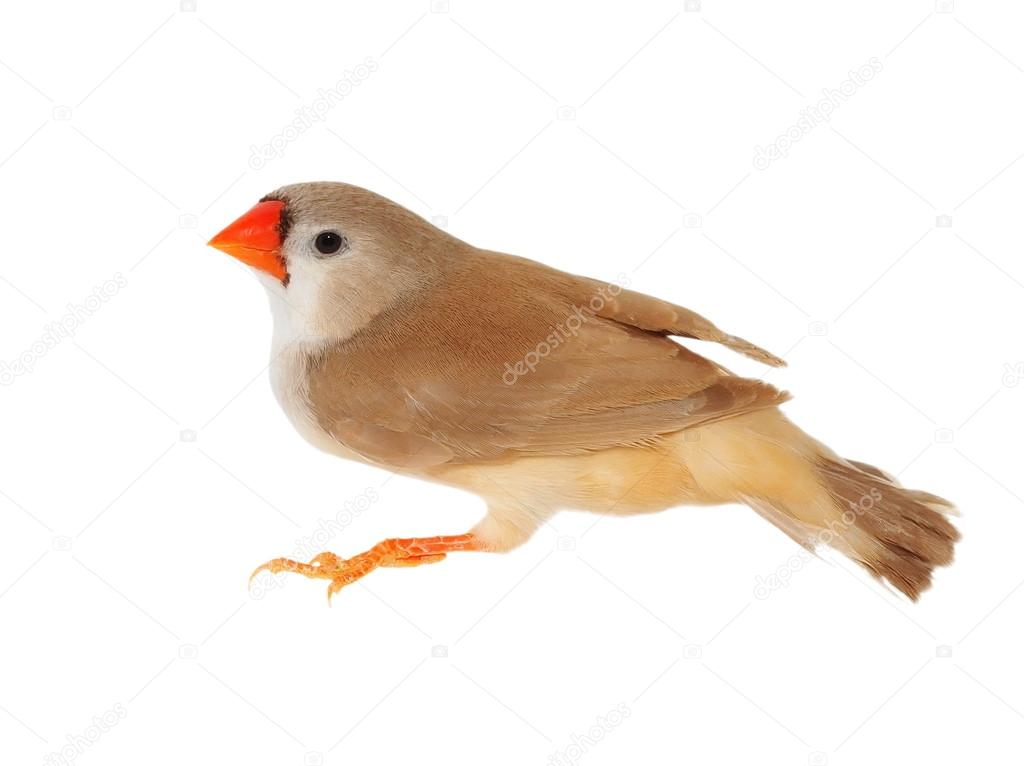 Zebra Finch female, isolated on white background with clipping path, Taeniopygia guttata
