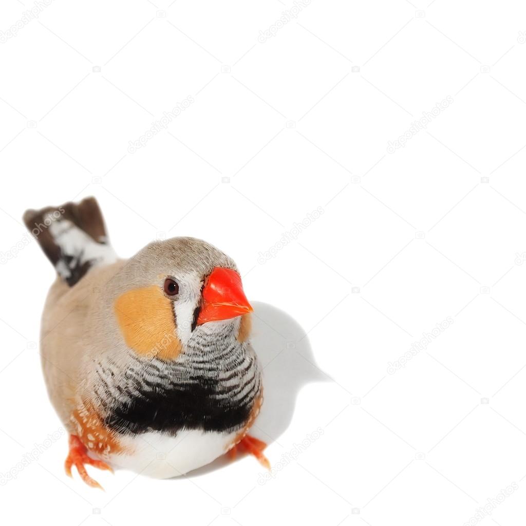 zebra finch plush