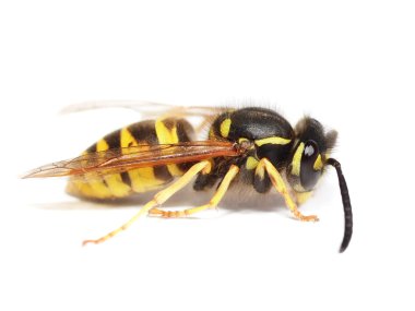 Avrupa yaban arısı Vespula germanica, beyaz arka plan üzerinde izole