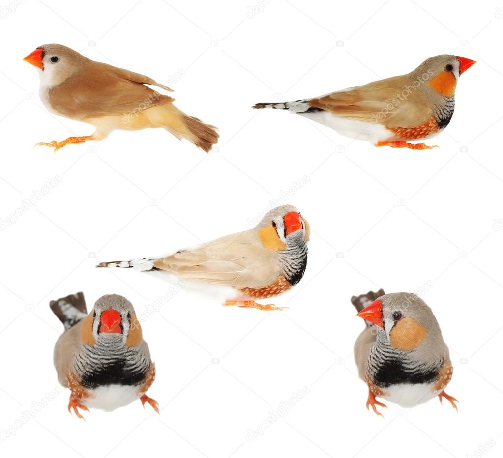 set zebra finch male, isolated on white background with clipping path, Taeniopygia guttata