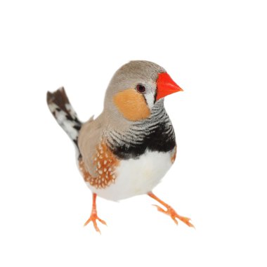 Zebra Finch izole kırpma yolunu, Taeniopygia guttata beyaz zemin üzerine