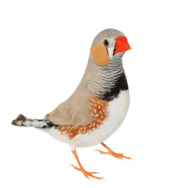 Zebra Finch isolado em fundo branco com caminho de recorte, Taeniopygia guttata — Fotografia de Stock