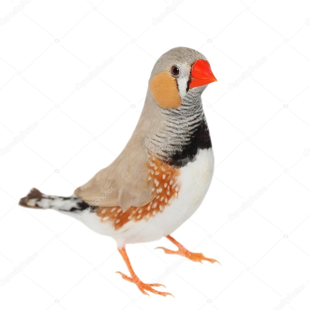 Zebra Finch isolated on white background with clipping path, Taeniopygia guttata