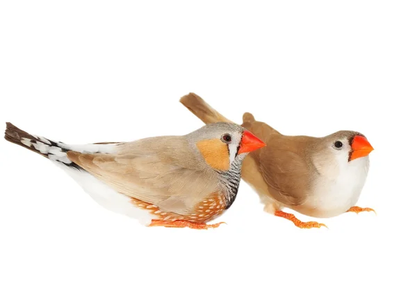 Zebra finch, isolated on white background with clipping path, taeniopygia guttata — Stock Photo, Image