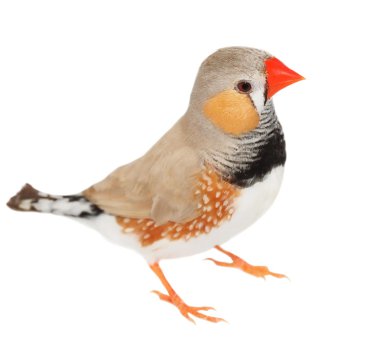 Zebra Finch izole kırpma yolunu, Taeniopygia guttata beyaz zemin üzerine