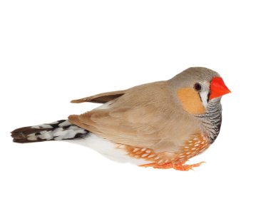 Zebra Finch izole kırpma yolunu, Taeniopygia guttata beyaz zemin üzerine