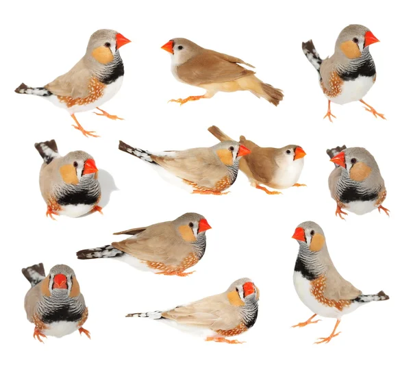 Conjunto zebra finch isolado no fundo branco com caminho de recorte, taeniopygia guttata — Fotografia de Stock