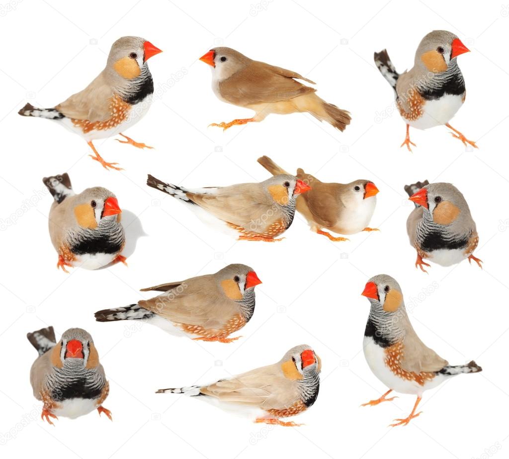 set zebra finch isolated on white background with clipping path, taeniopygia guttata