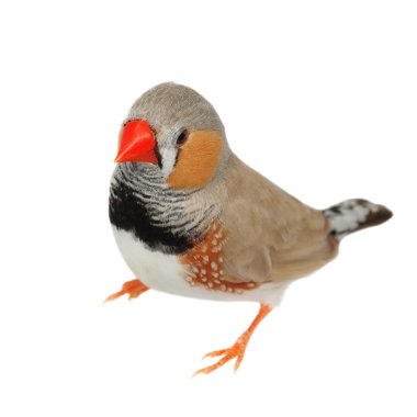Zebra Finch izole kırpma yolunu, Taeniopygia guttata beyaz zemin üzerine