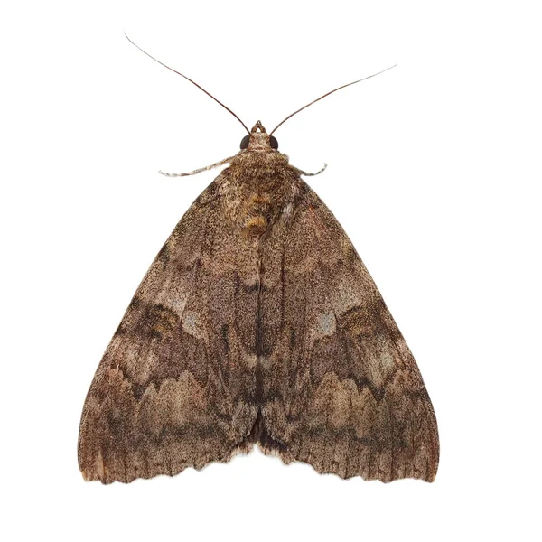 Polilla, minsmere carmesí bajo el ala, catocala coniuncta, aislado sobre fondo blanco, con camino de recorte — Foto de Stock