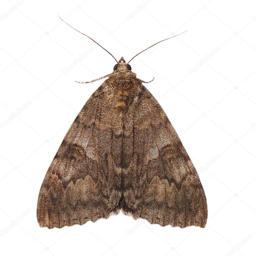 moth, minsmere crimson underwing, catocala coniuncta , isolated on white background, with clipping path
