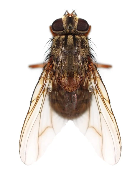 Macro mosca isolada no fundo branco — Fotografia de Stock