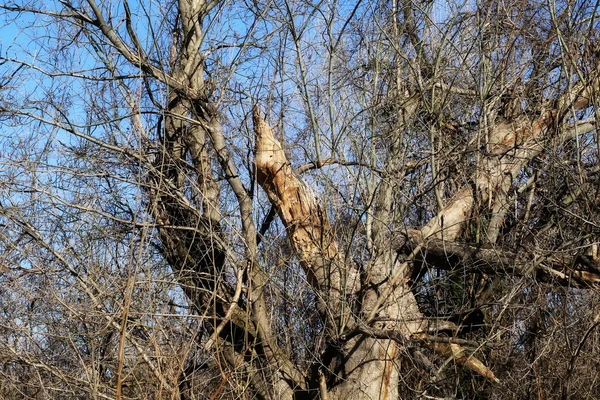 Dry branches in the winter — Stock Photo, Image