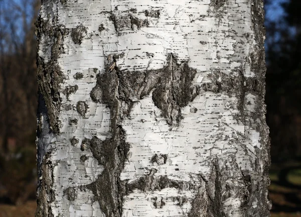 Thick tree trunk closeup, birch wood background